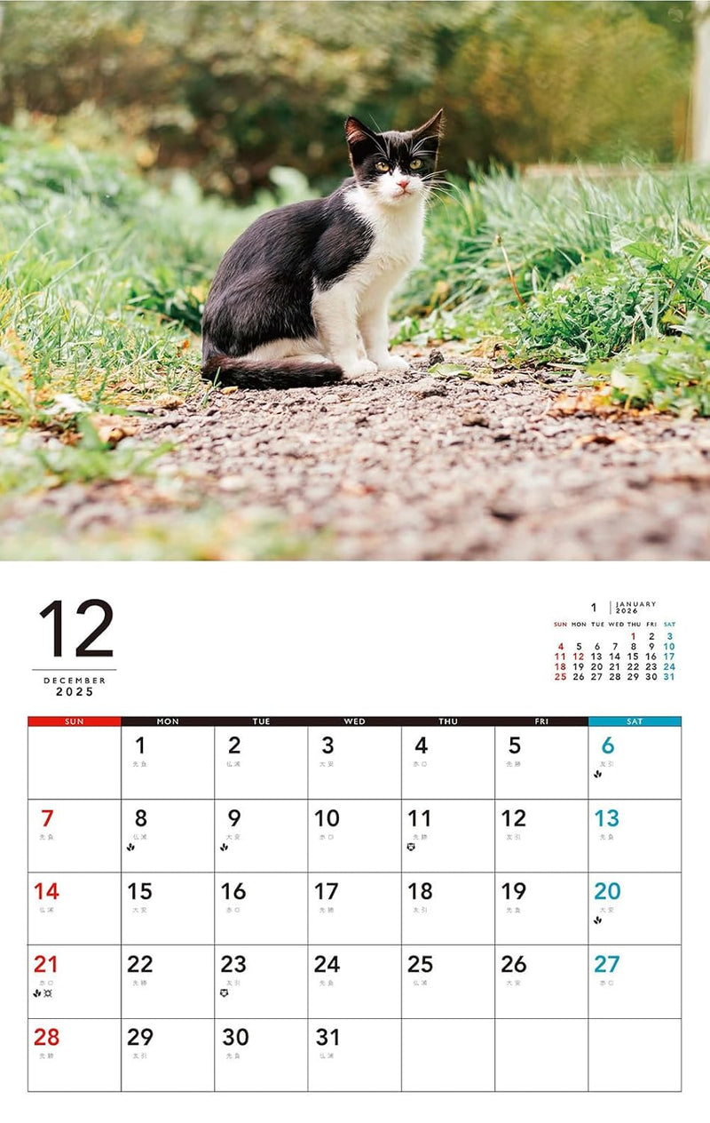 Kittens Calenddar 2026 (Monthly/Wall Calendar)