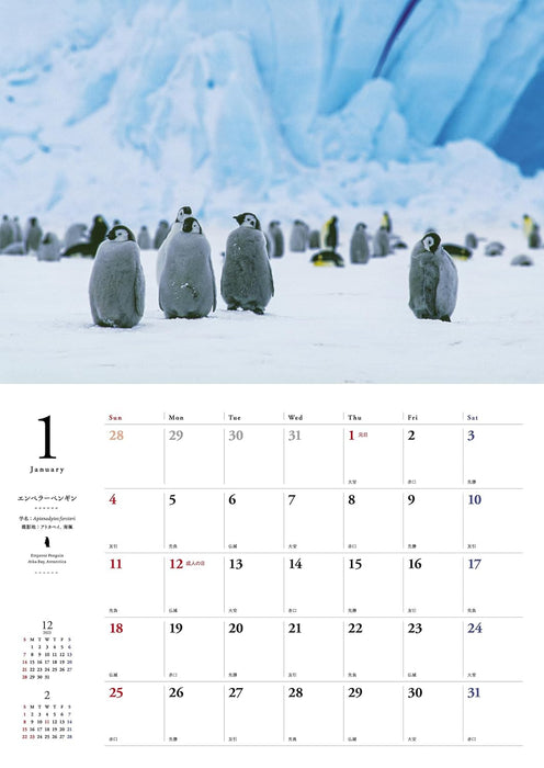 Penguins in Nature Calendar 2026
