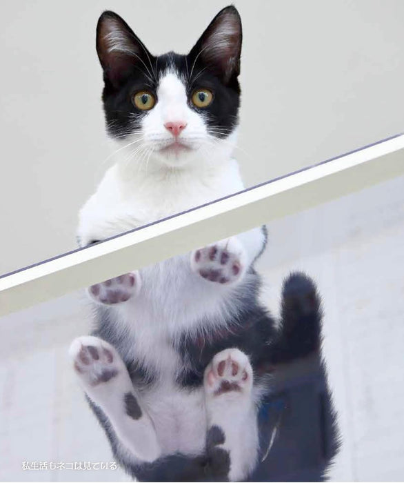 Hagoromo Neko-sama no Uragawa 2026 Wall Calendar Rumiko Yoshizawa CL26-0398