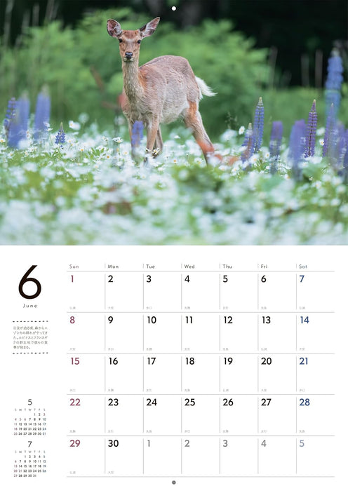 Adorable Wildlife of the Northern Forest Calendar 2025 (Wall Calendar)