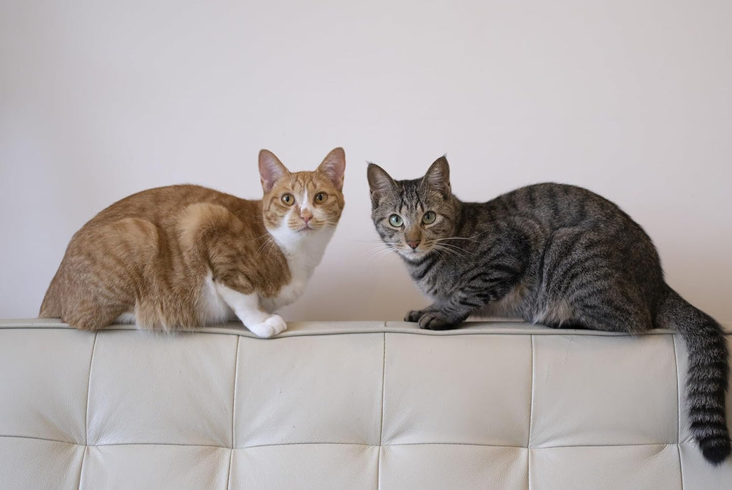 Neko no Komichi Large Size Calendar 2026