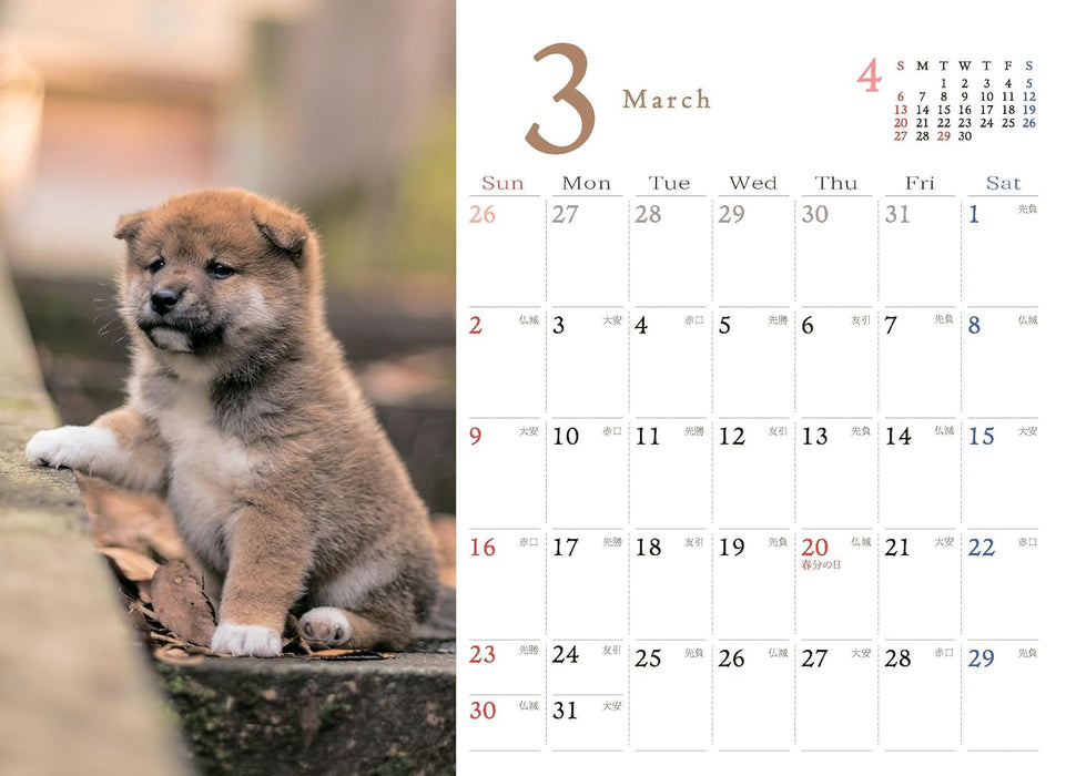 Shiba Inu Desk Calendar 2025