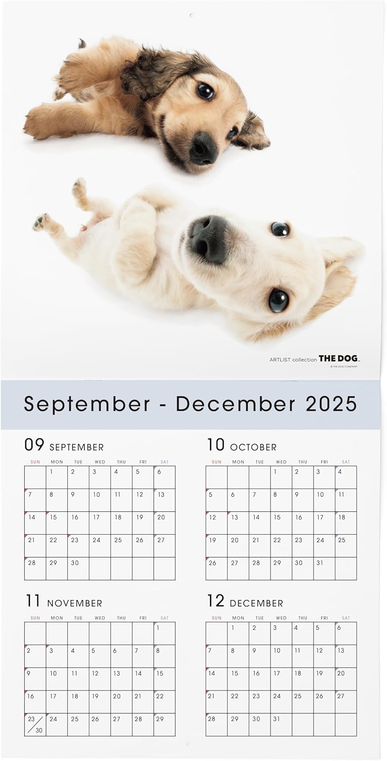 THE DOG 2026 Wall Calendar Large Size [Dachshund]