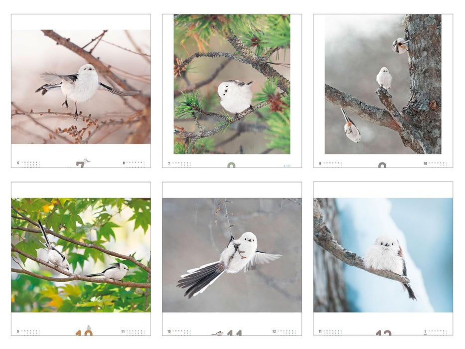 Manmaru Kawaii Snow Fairy Shimaenaga-chan CALENDAR 2026 (Impress Calendar 2026)