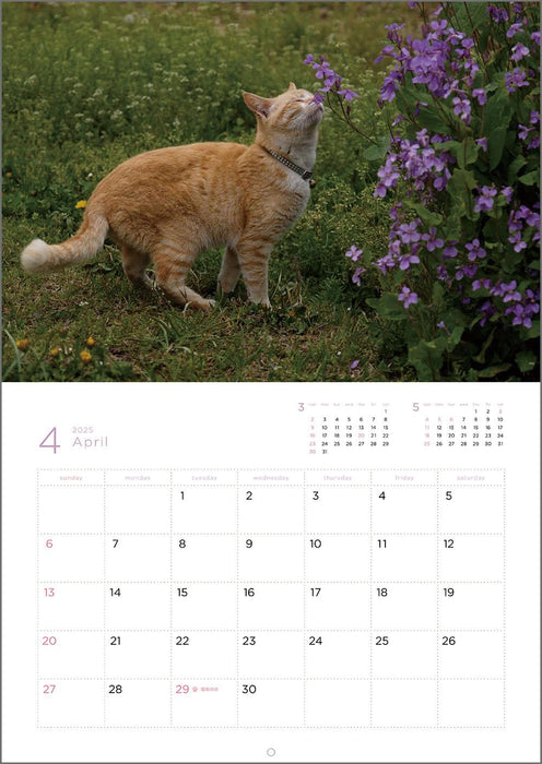 Mitsuaki Iwago Fuku Neko Calendar 2025