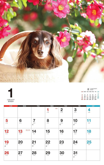 I LOVE Dachshund Calendar 2025 (Monthly/Wall Calendar)