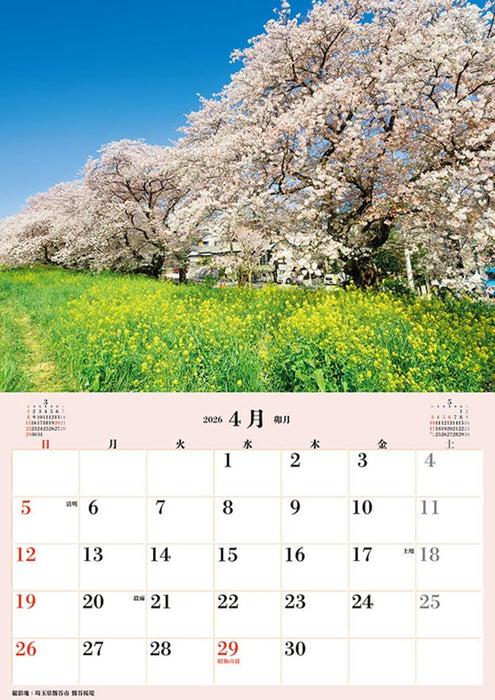 Try-X Jumbo 'Cherry Blossoms of Japan' Schedule 2026 Wall Calendar CL-471 B2