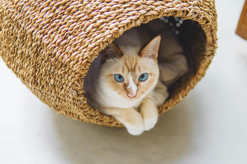 Neko no Komichi Large Size Calendar 2026