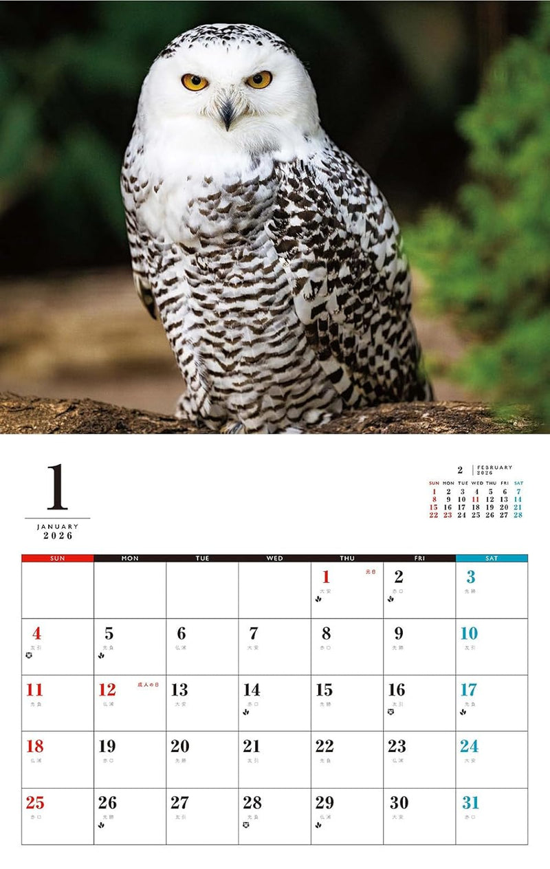 OWL Calendar 2026 (Monthly/Wall Calendar)