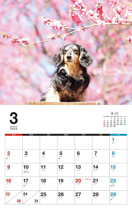 I LOVE Dachshund Calendar 2025 (Monthly/Wall Calendar)