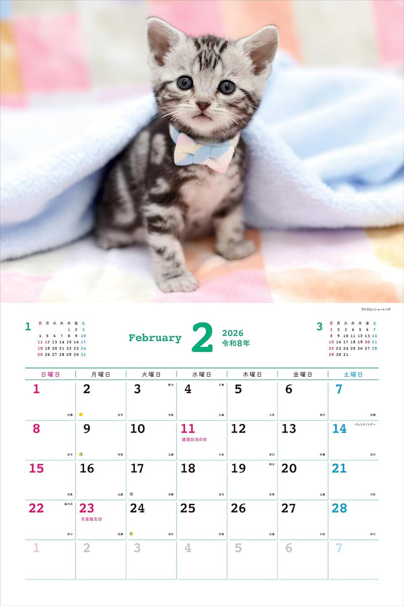 Too Cute Cat Calendar 2026