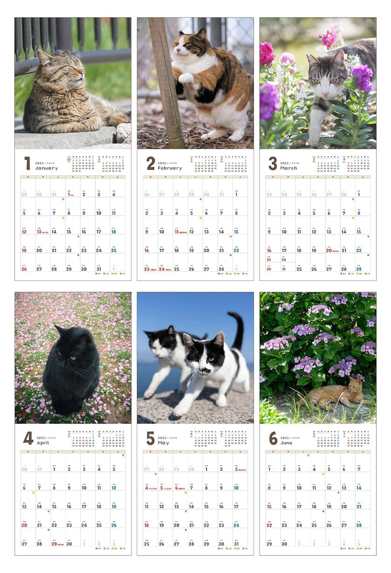 Carefree Cat Calendar 2025