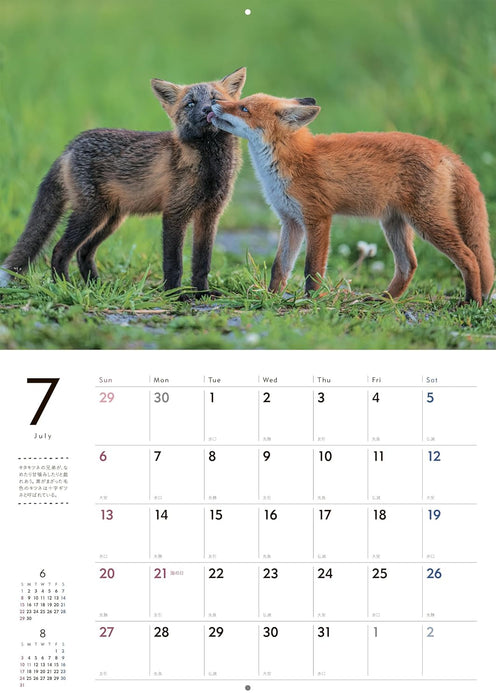 Adorable Wildlife of the Northern Forest Calendar 2025 (Wall Calendar)