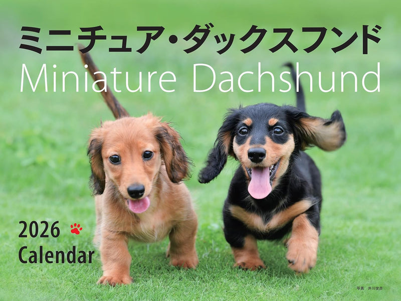 2026 Miniature Dachshund Calendar Wide Edition (Seibundo-shinkosha Calendar)