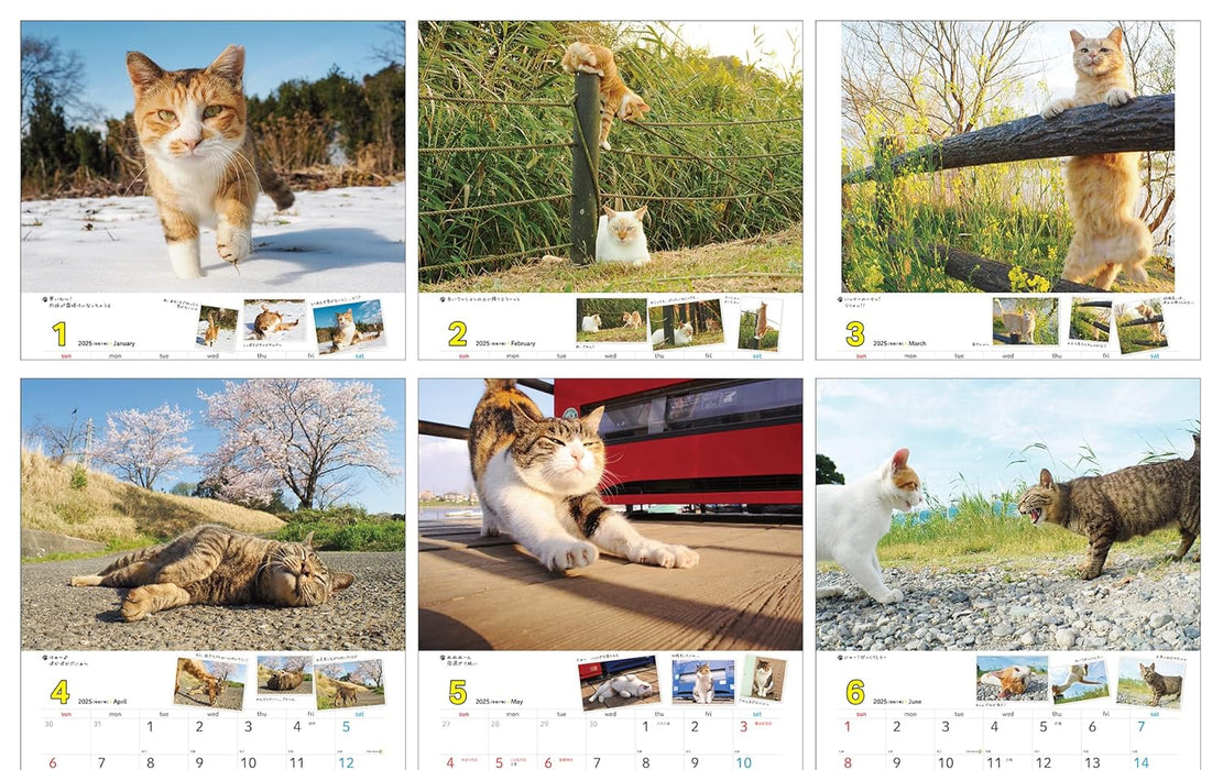 2025 Sachiyo Nakamura Cat Stroll Wall Calendar