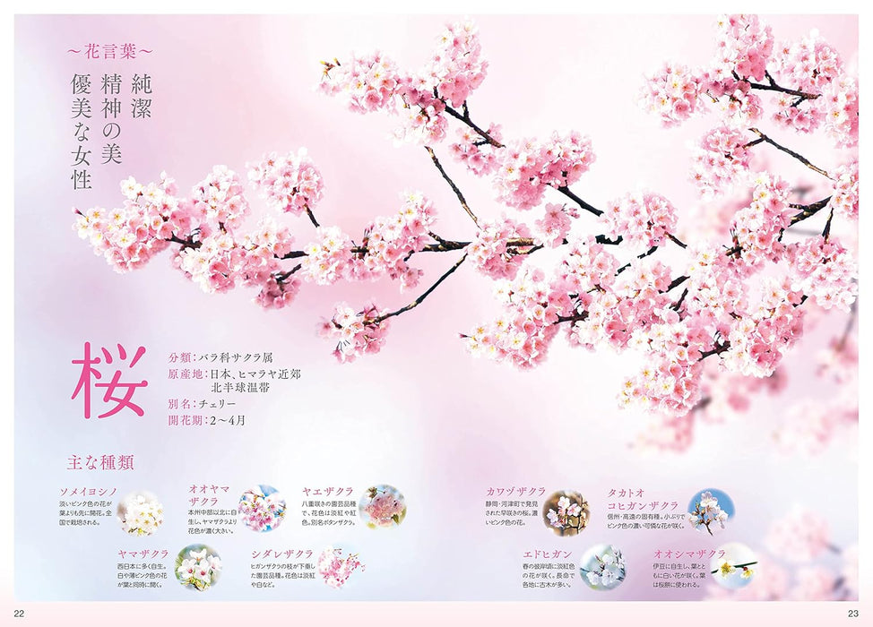 Beautiful Japan: A Journey to Breathtaking Flower Landscapes