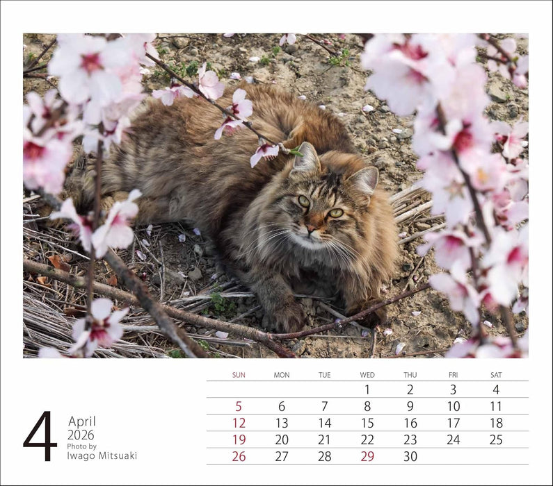 2026 Mini Calendar Mitsuaki Iwago Cats
