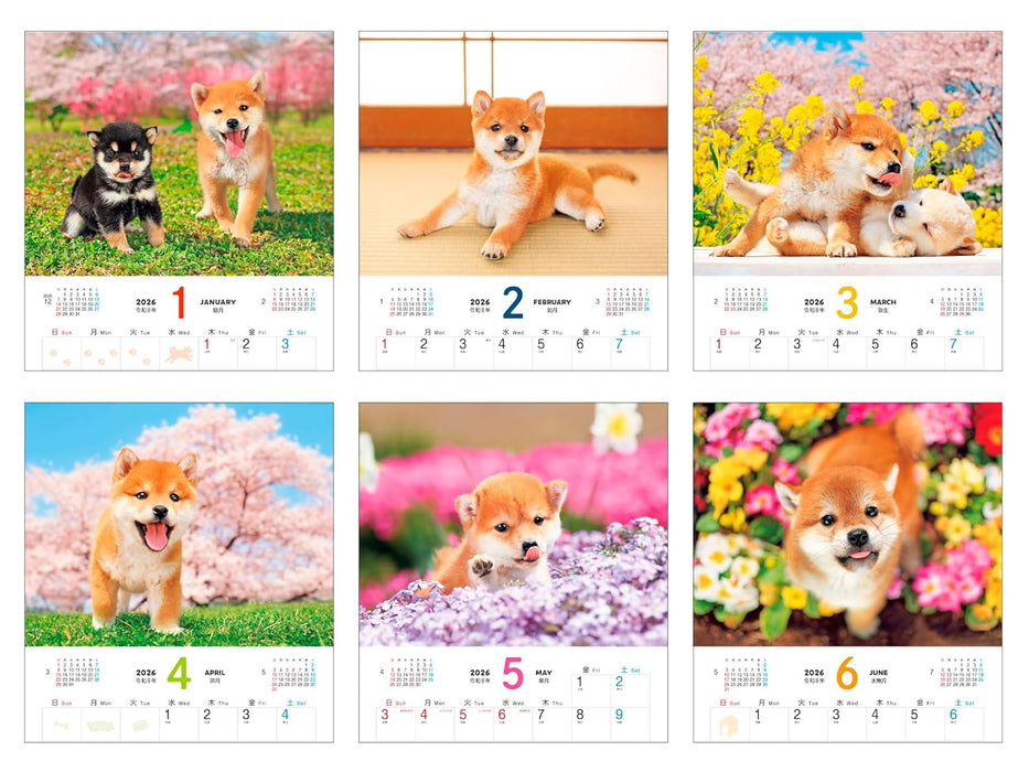 Calendar 2026 Shiba Inu Biyori (Monthly/Wall Calendar) (Impress Calendar 2026)