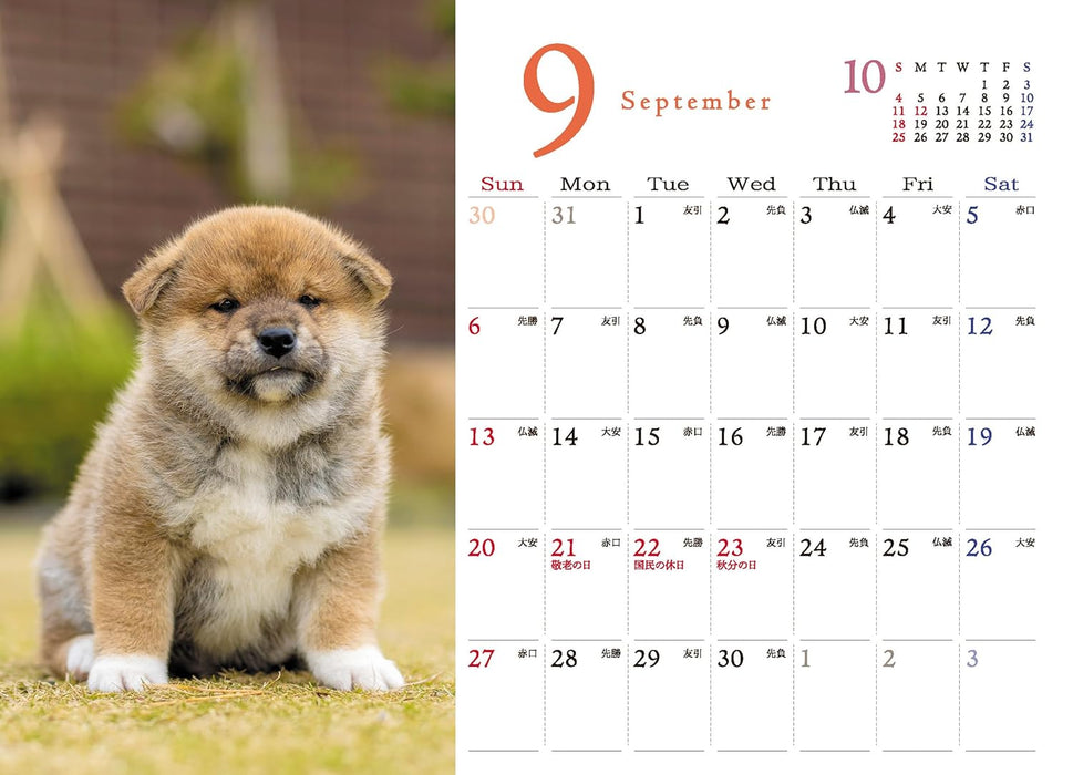 Shiba Inu Desk Calendar 2026