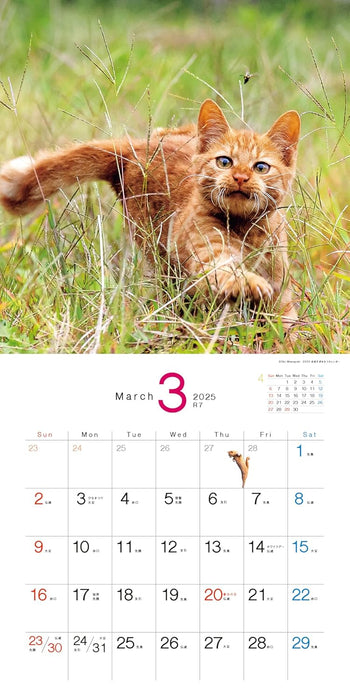 2025 Desperately Determined Cats Calendar