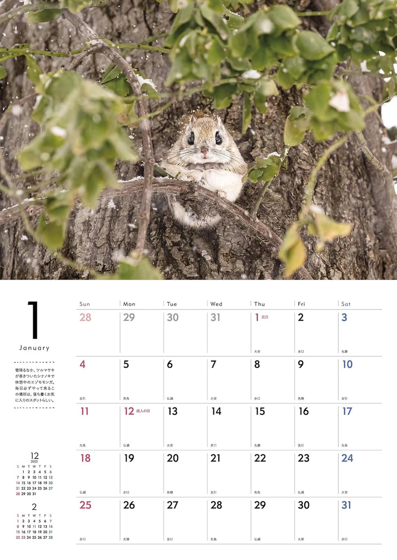 Adorable Wildlife of the Northern Forest Calendar 2026 (Wall Calendar)
