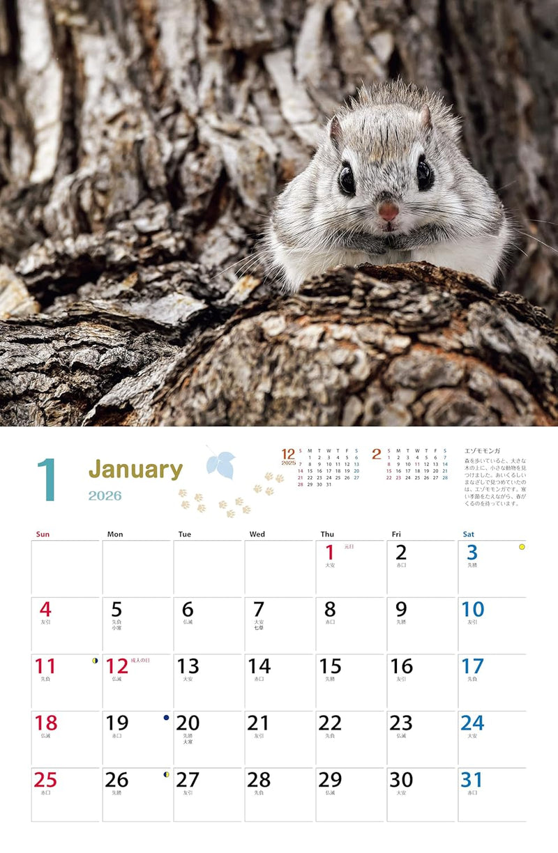 Calendar 2026 Tatsuya Ota Selection Tiny Story in the Forests (Monthly/Wall Caledar) (Yama-Kei Calendar 2026)