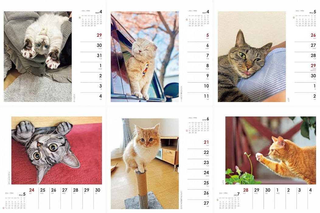 Yama-kei Calendar 2026 Nagomi Cat Weekly Calendar (Weekly Calendar / Desk / Ring)