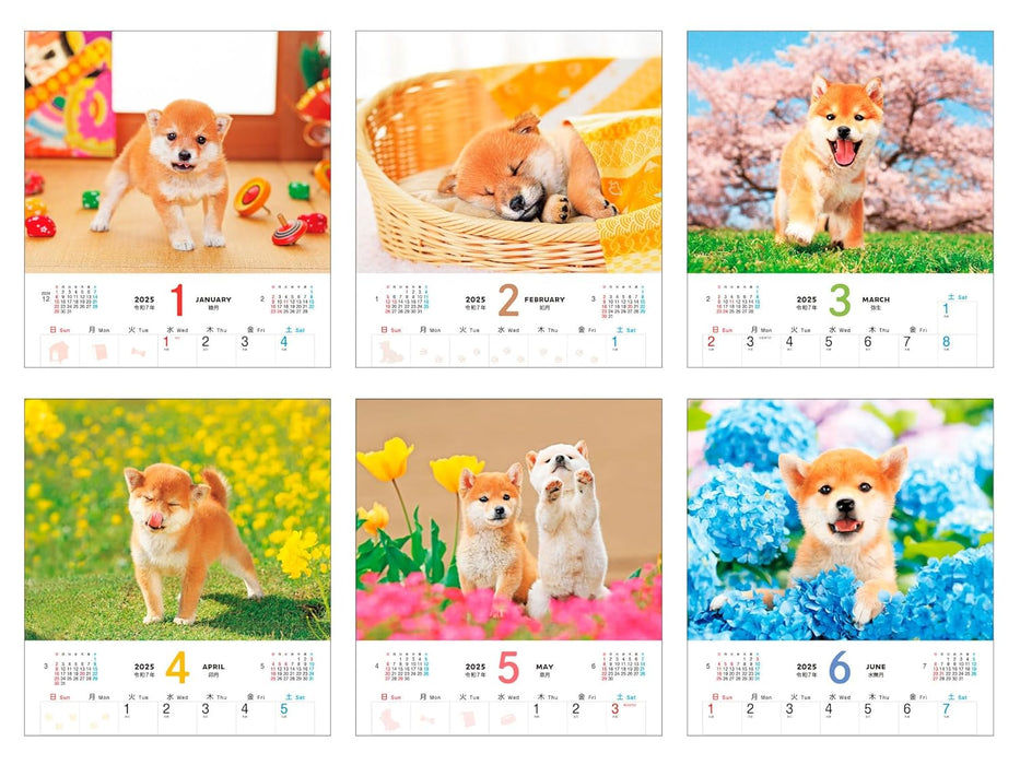 Calendar 2025 Shiba Inu Biyori (Monthly/Wall Calendar) (Impress Calendar 2025)