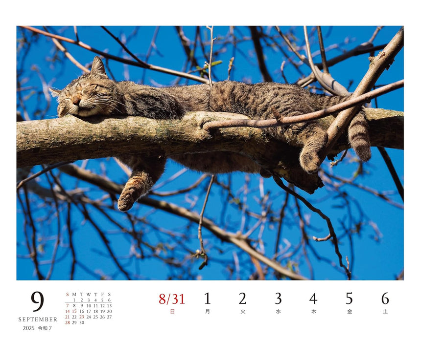 Mitsuaki Iwago Cat Desk Weekly Tear-Off Calendar 2025