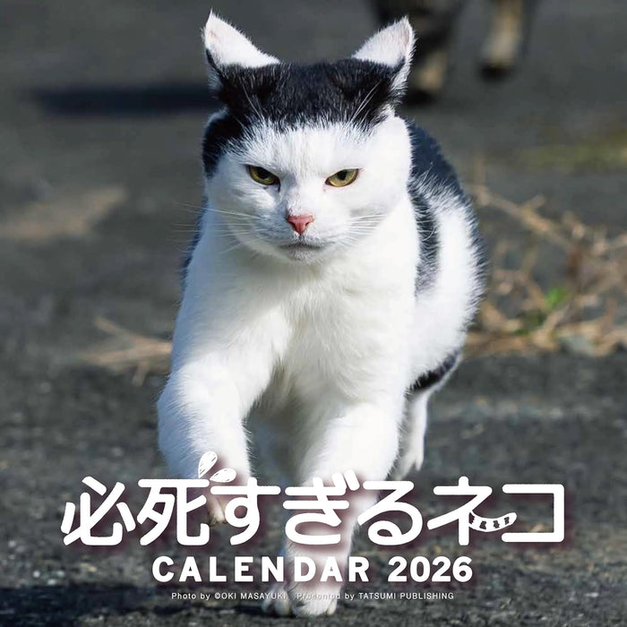 2026 Desperately Determined Cats Calendar