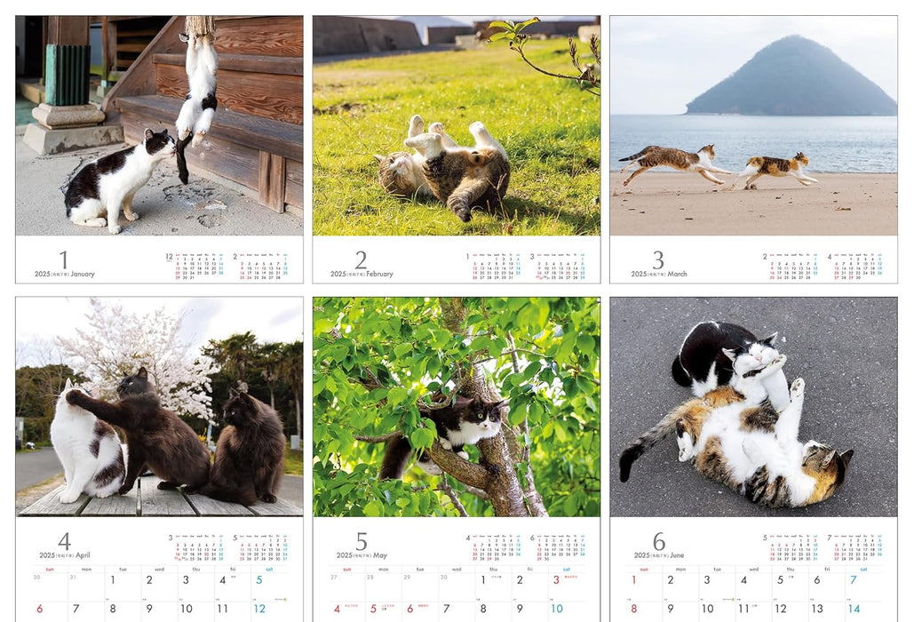 2025 Masayuki Oki Playful and Free-Spirited Island Cat Calendar