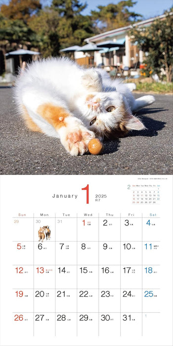 2025 Desperately Determined Cats Calendar