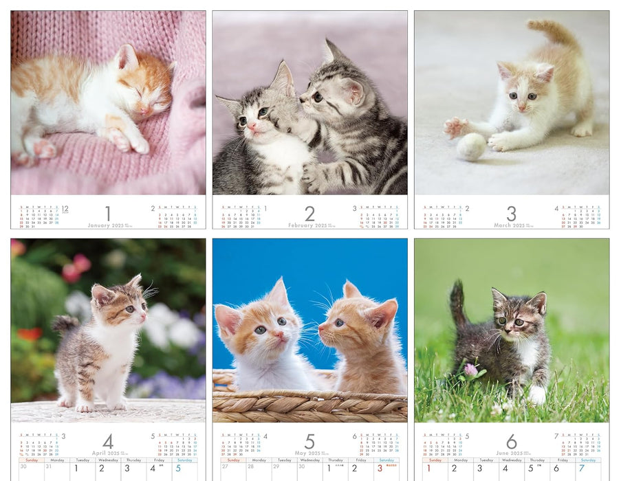 2025 Kitten Wall Calendar