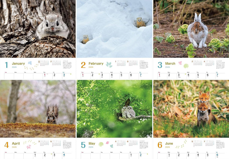 Calendar 2026 Tatsuya Ota Selection Tiny Story in the Forests (Monthly/Wall Caledar) (Yama-Kei Calendar 2026)