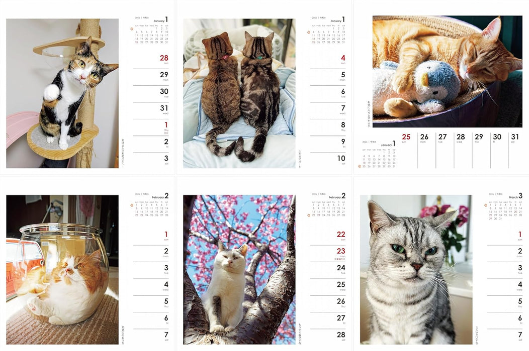 Yama-kei Calendar 2026 Nagomi Cat Weekly Calendar (Weekly Calendar / Desk / Ring)
