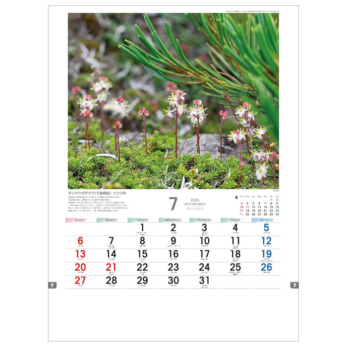 Todan 2025 Wall Calendar Japanese Wildflowers 53.5 x 38cm TD-818