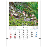 Todan 2025 Wall Calendar Japanese Wildflowers 53.5 x 38cm TD-818