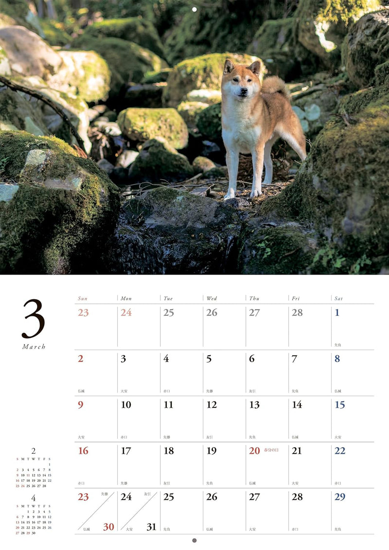 Japanese Shiba Inu Calendar 2025 (Wall Calendar)