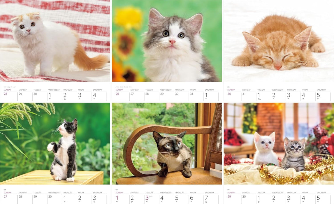 Calendar 2026 Cats (Monthly/Wall Ring Calendar) (Yama-kei Calendar 2026)