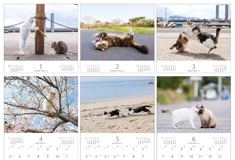 Masayuki Oki Playful and Free-Spirited Island Cat Calendar 2026 (Monthly/Wall Calendar)