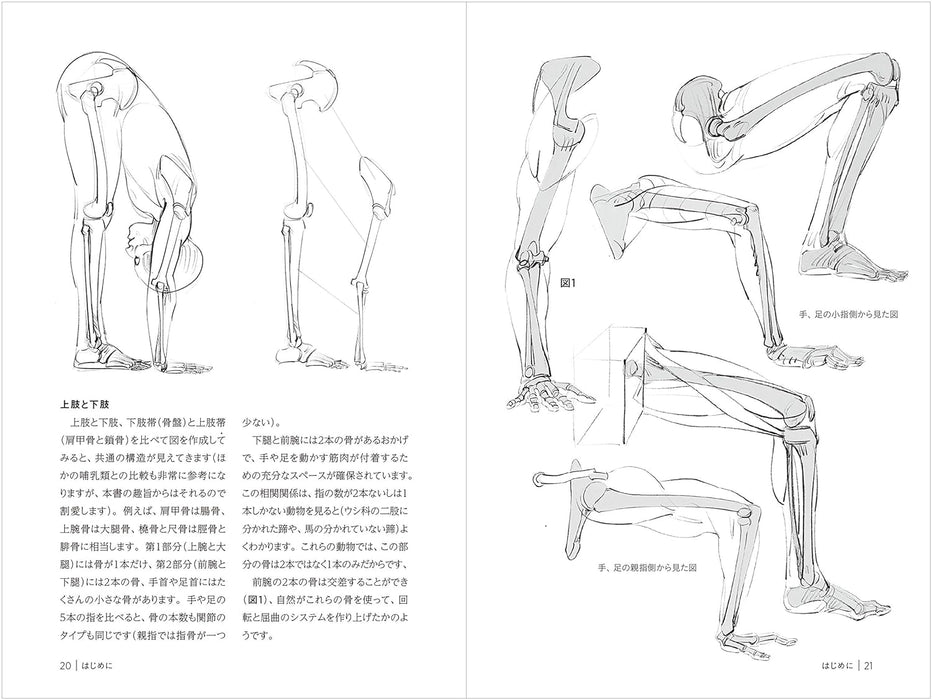 Functions of Joints and Muscles (Morpho Anatomy Drawing Mini Series)