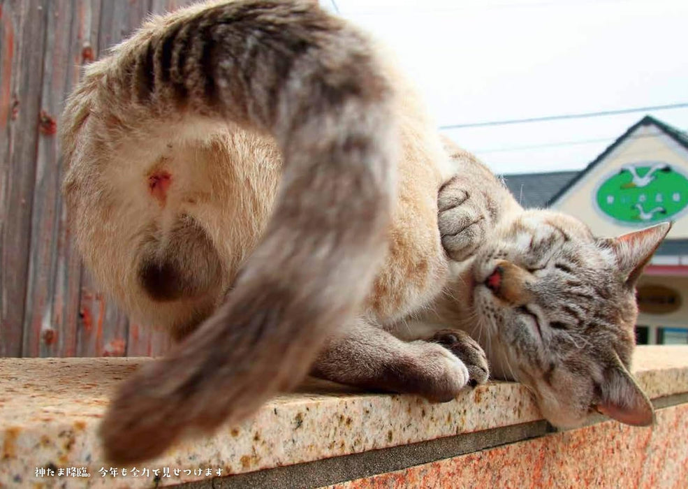 Hagoromo Good Luck!! Nyantama 2026 Wall Calendar Rumiko Yoshizawa CL26-0395