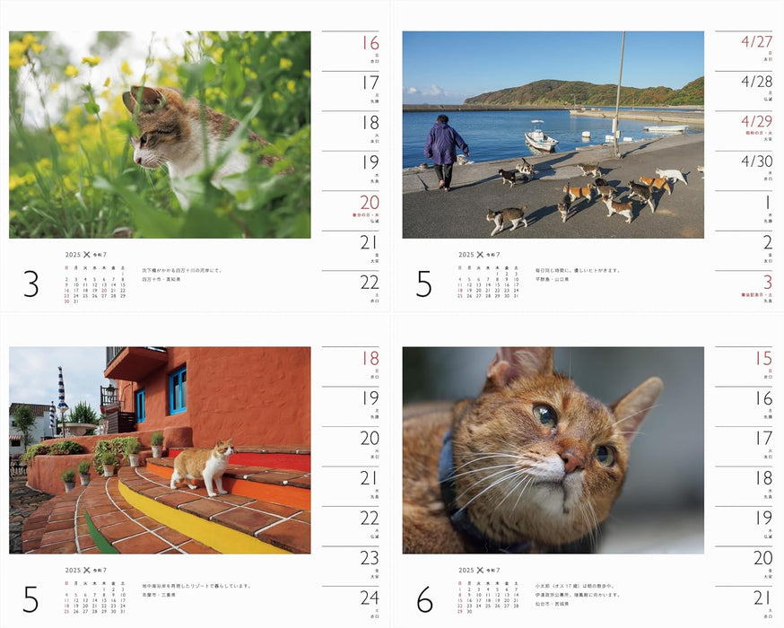 Calendar 2025 Mitsuaki Iwago x Cat (Weekly/Desk Ring Calendar) (Yama-kei Calendar 2025)