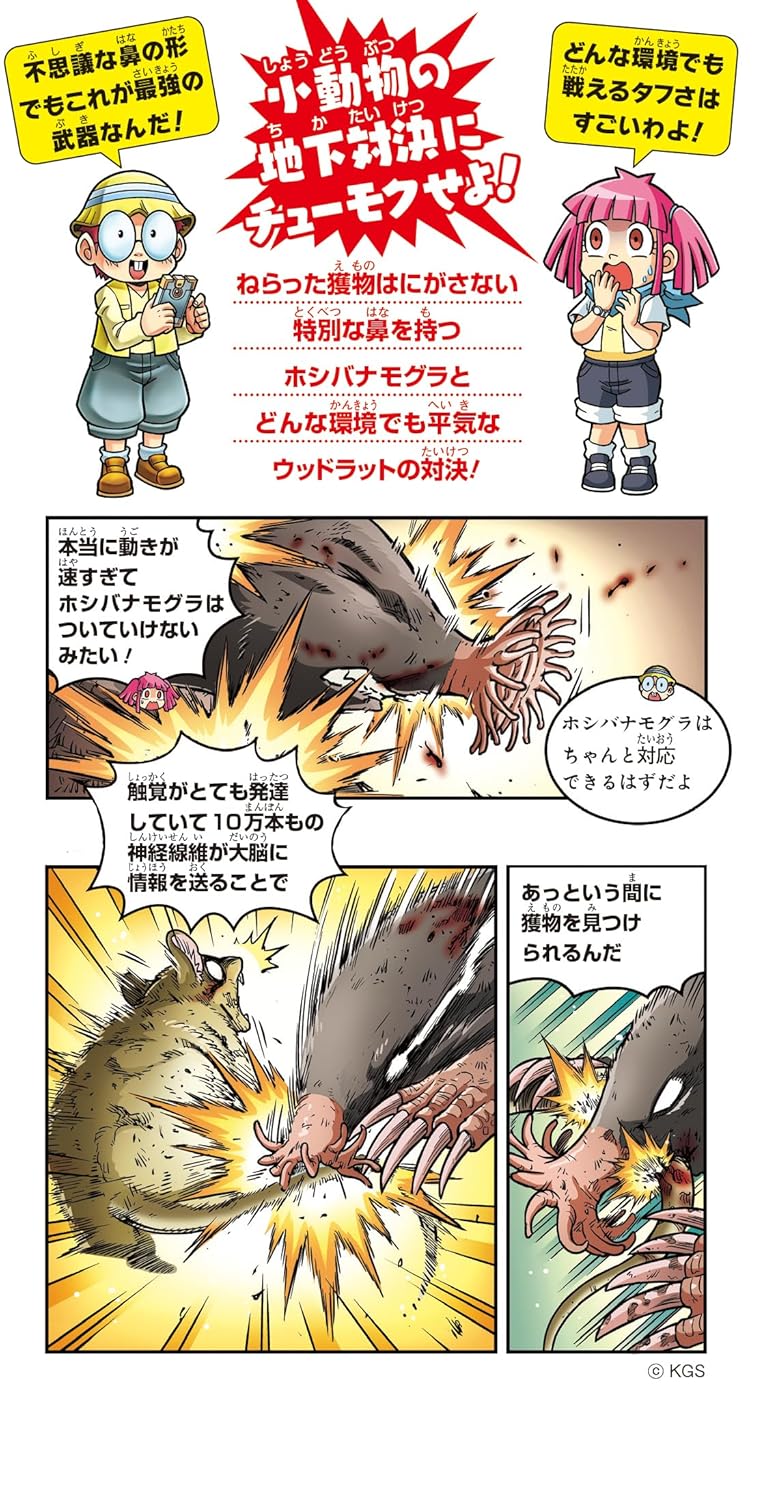 Docchi Ga Tsuyoi!? Star-nosed mole vs. Woodrat Horihori Meijin Taiketsu