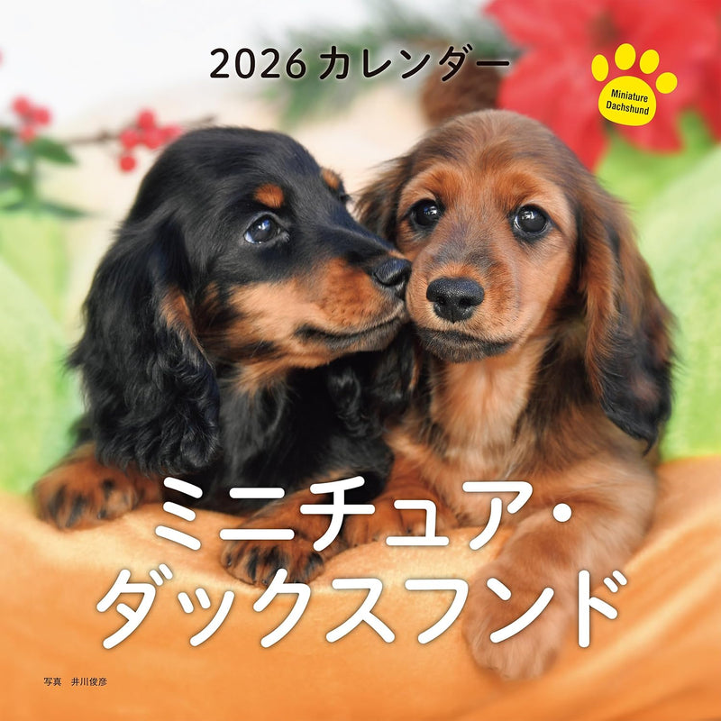 2026 Miniature Dachshund Calendar (Seibundo-shinkosha Calendar)