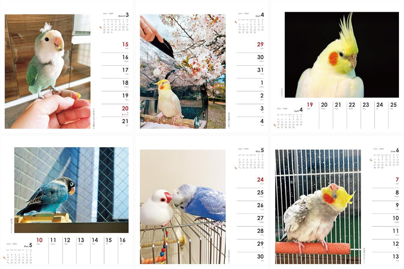 Yama-kei Calendar 2026 Parakeet Days (Weekly Calendar / Desk / Ring)