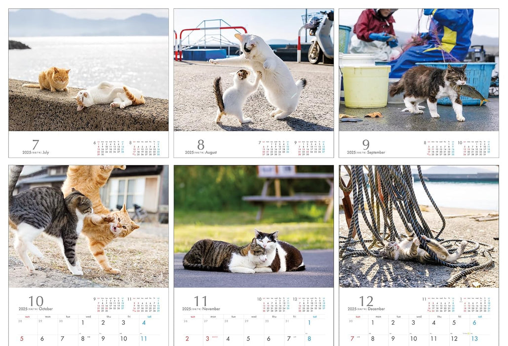 2025 Masayuki Oki Playful and Free-Spirited Island Cat Calendar