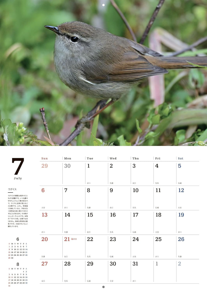 Common Wild Birds Calendar 2025 (Wall Hanging)