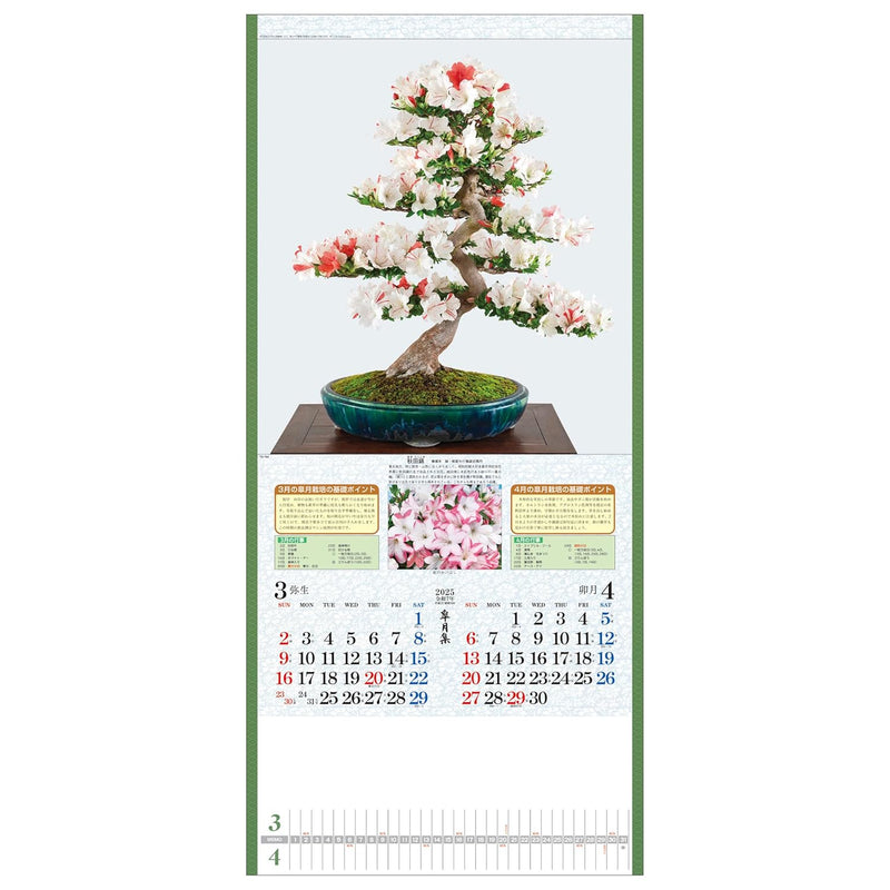 Todan 2025 Wall Calendar Satsuki Shu 76.5 x 35cm TD-784