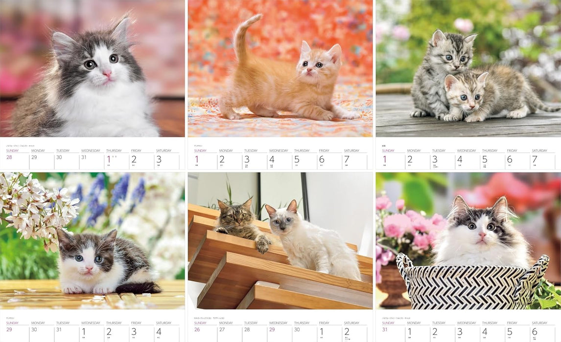 Calendar 2026 Cats (Monthly/Wall Ring Calendar) (Yama-kei Calendar 2026)